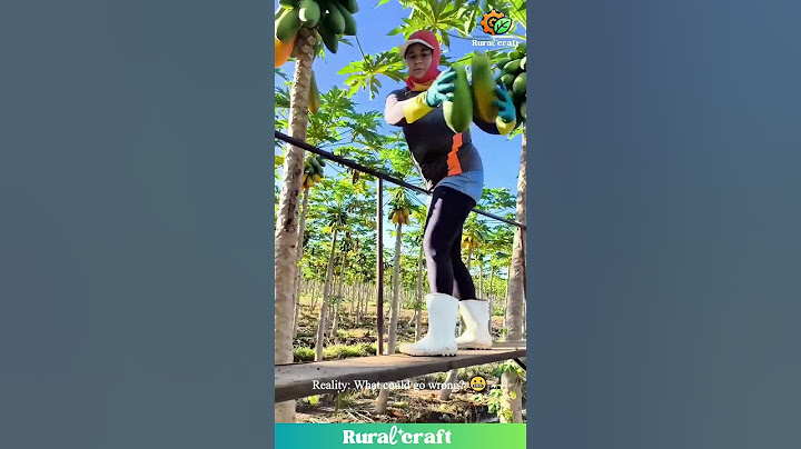 Papaya Picking: Expectation vs REALITY!😂He Went For a Swim! #funnyvideos #expectationvsreality #lol