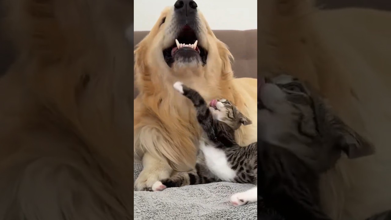 Funniest Dog and Cat  Videos – Try Not to Laugh 🐶🐱