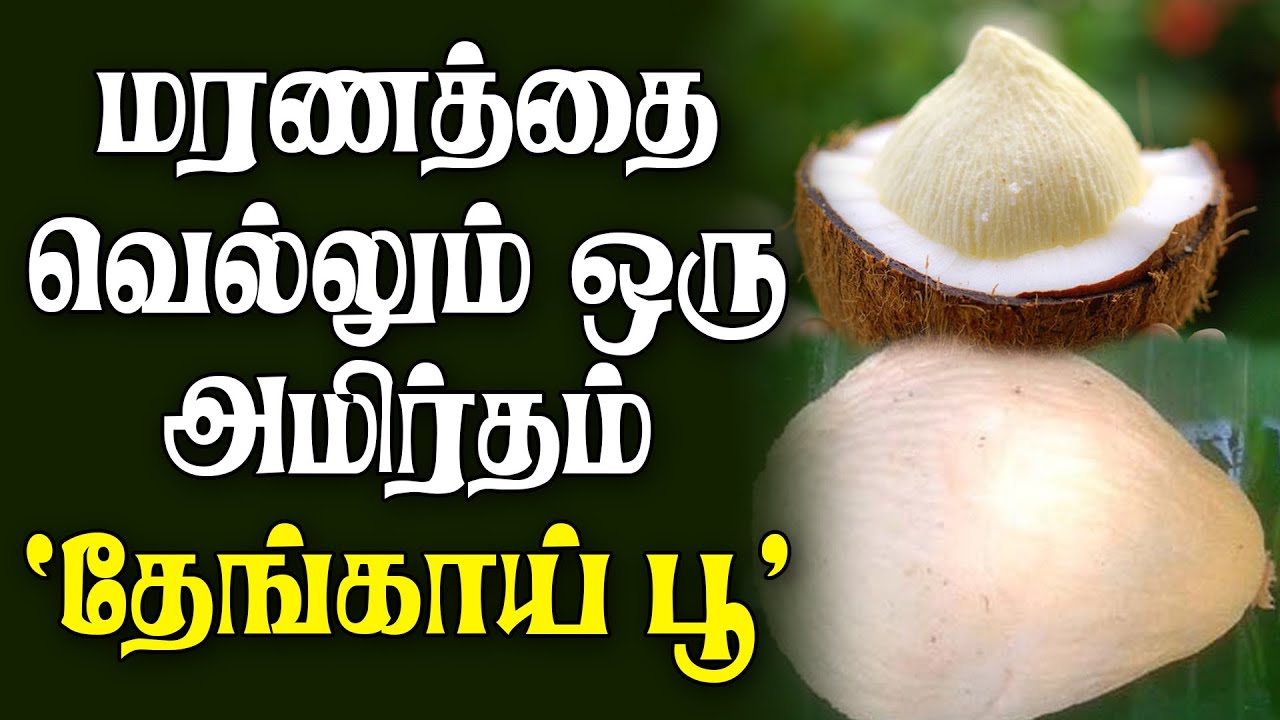 Coconut sprout full of innumerable medicinal properties Health