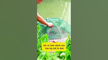 Đây Rồi! Lồng Lưới Bát Quái Bắt Cá, Chạch, Lươn, Cua, Tôm, Tép....