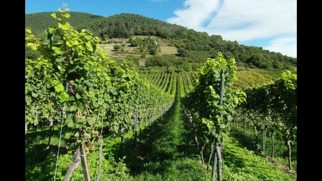 Praglia-Teolo (Padova) I MONACI DEI VIGNETI, Abbazia Santa Maria Assunta