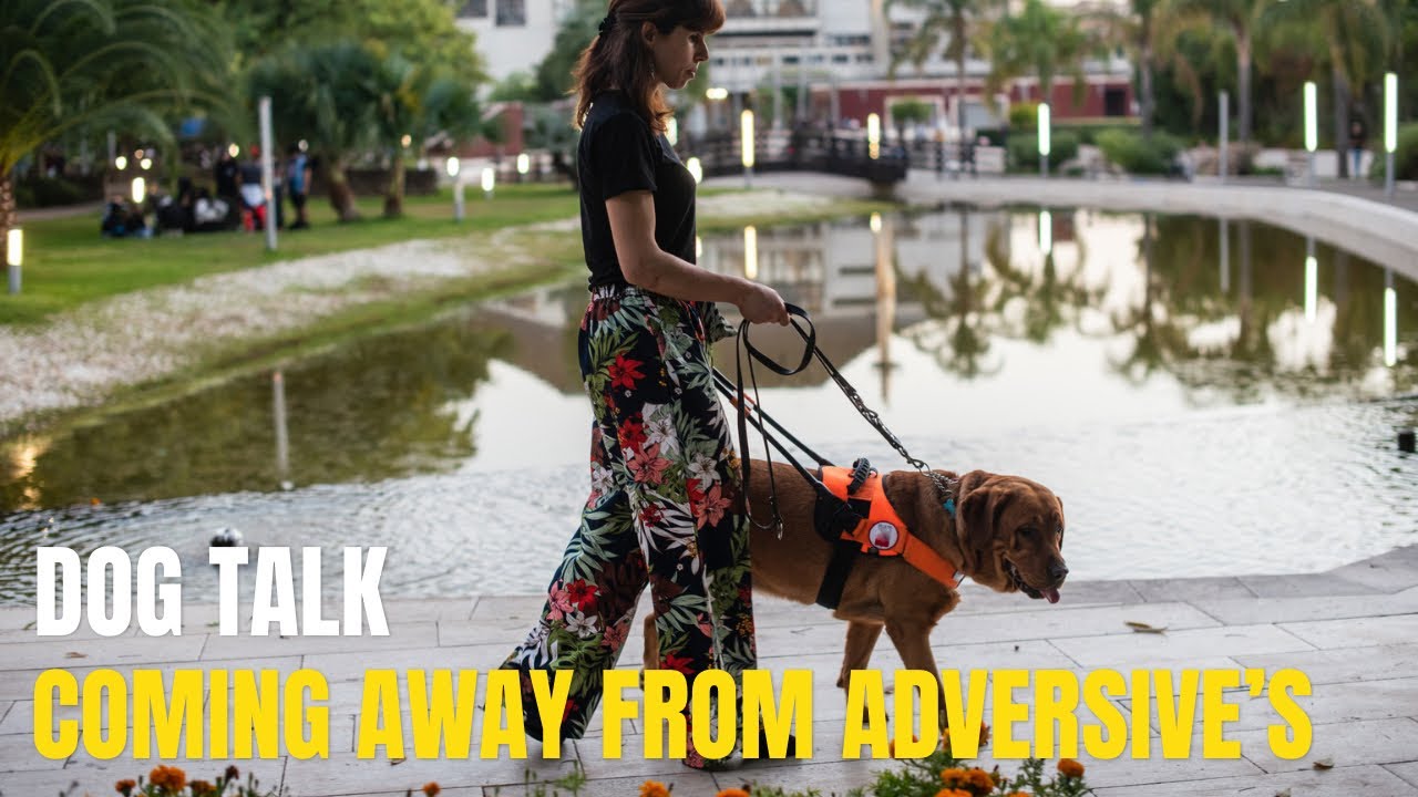 Dog Talk - Coming away from adversive’s - YouTube