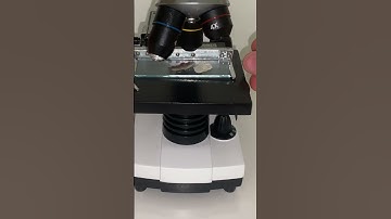 Mushroom under the microscope 🍄🔬 #science  #microscope #mushroom