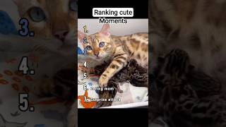 Ranking cute animals moments ep9 | #animals #viral #shorts #funny