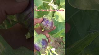 From Farm to Home 🍆 |#brinjalharvest #farmlife #indianfarmer #farminglife #harvest#villagevlog