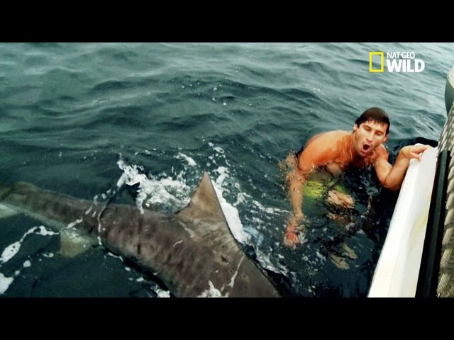 Un Baigneur Surpris Par Un Requin Tigre Youtube Un Baigneur Surpris Par Un Requin Tigre Youtube