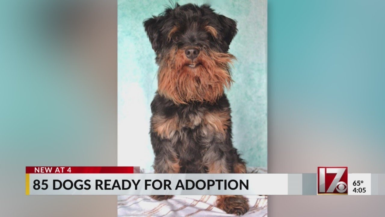 85 dogs rescued from Chatham County puppy mill ready for adoption - YouTube
