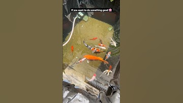 Nothing is Permanent 💔😭 #shorts #koifish #koipond #rip#pondfishing