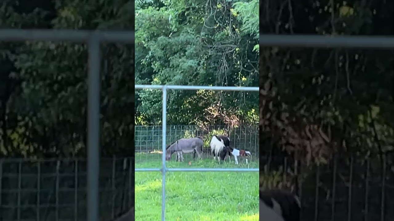 I CANTT OREO GAVE BIRTH 