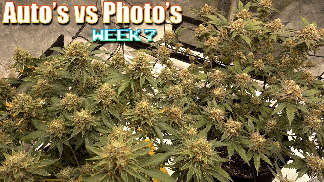 AUTO'S VS PHOTO'S WEEK 7 OF FLOWER ETHO'S GENETICS GRAPE DIAMOND PEACH Crescendo MIMOSA CAKE