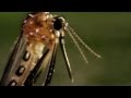 Mosquito Life Cycle and Habitats Quiz