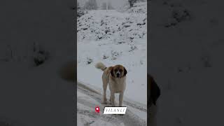 Ğla Kar Görüntüleri Müzik Harika