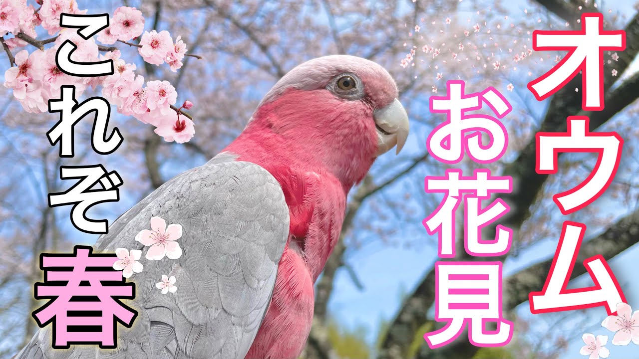 絶品！ モモイロさんの コーラル製 鳥と花の帯留め 桜 オウム 古美術