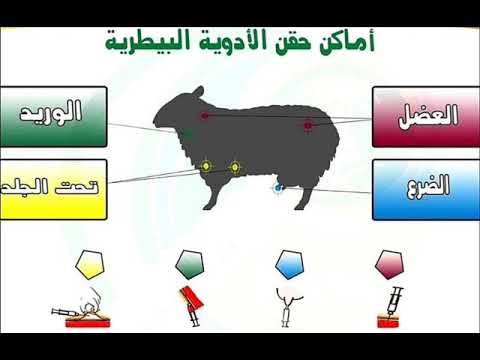 أماكن حقن الأدوية البيطرية بجسم الحيوان          