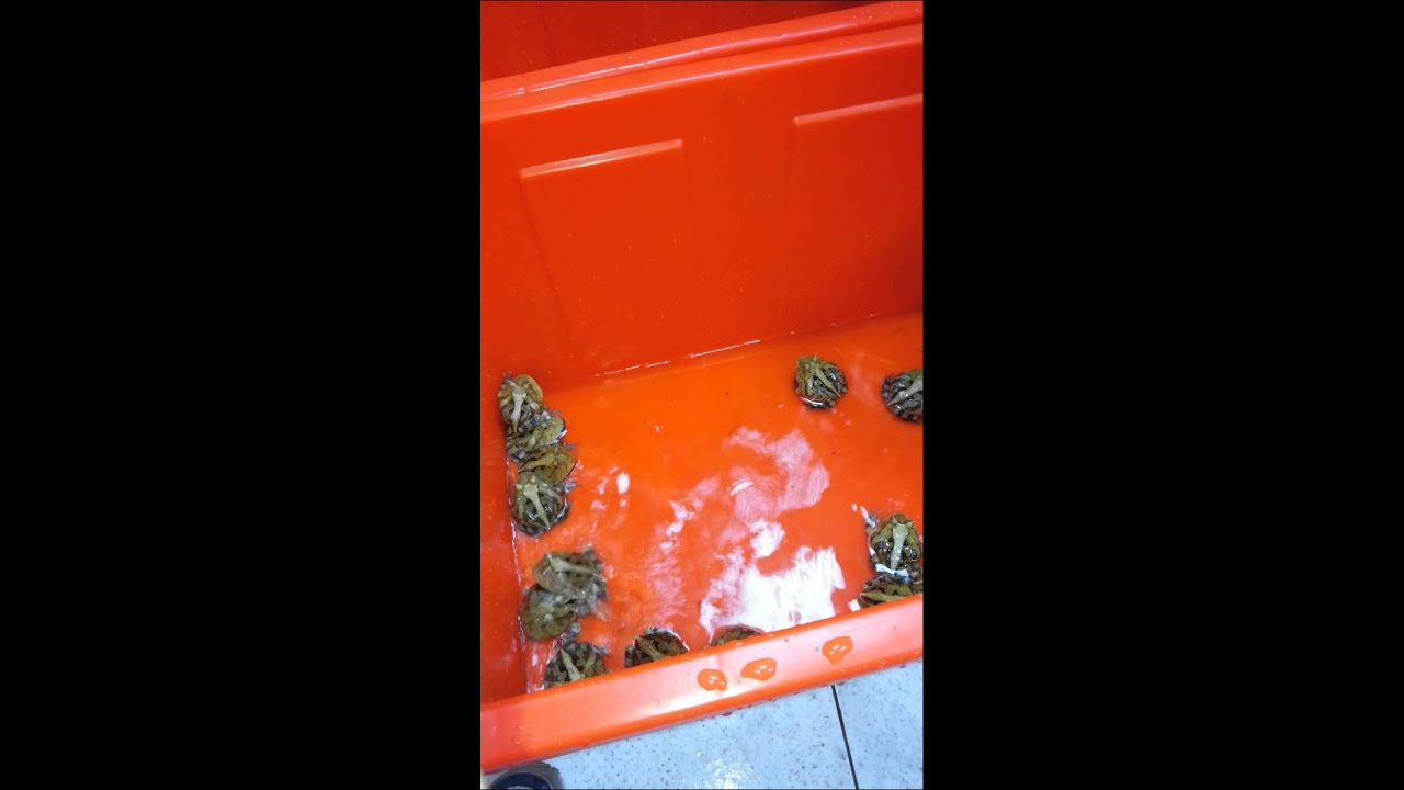 Surinam horned frog. c. cornuta