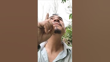 ada sarang burung tekukur di atas pohon kopi #farming #pertanian