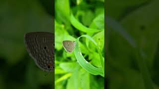 Plains Cupid, Luthrodes Pandava