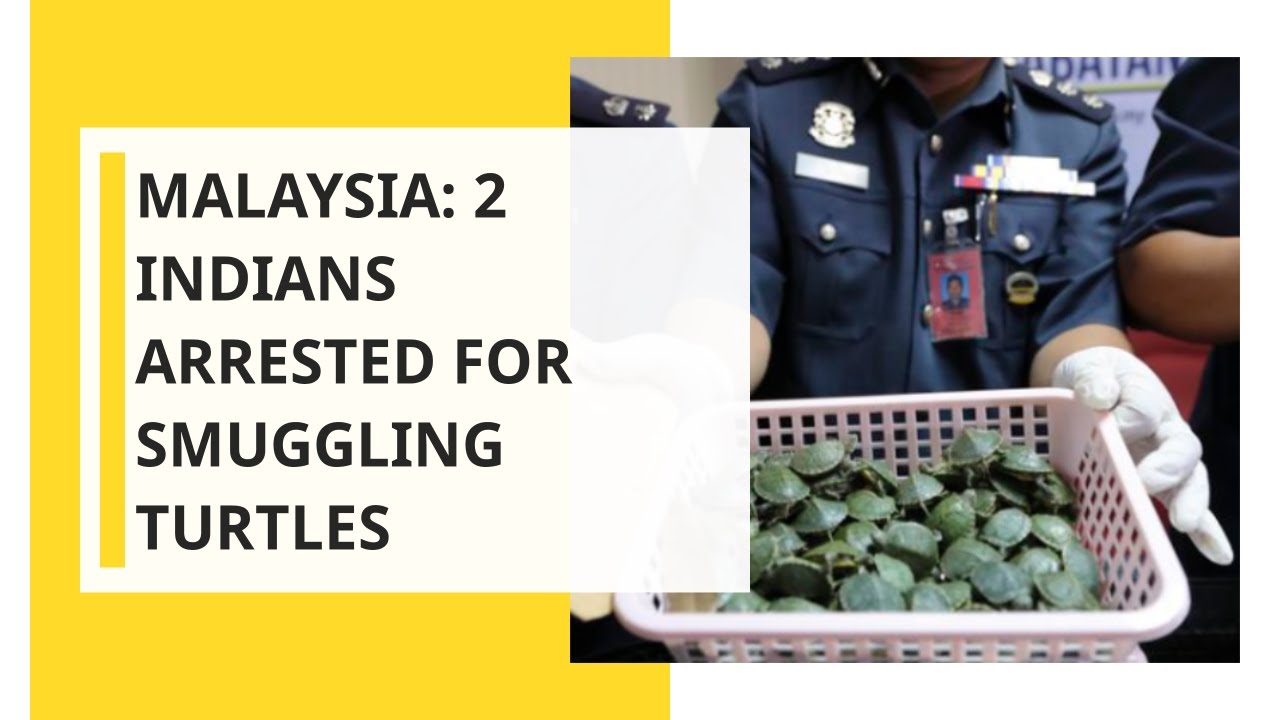 Malaysia seizes thousands of smuggled turtles at airport