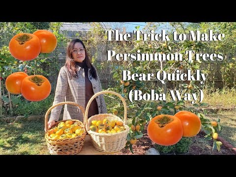 Video: Paano Maiimbak Nang Tama Ang Mga Persimmons