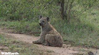 WildEarth - Sunrise Safari -  03 November 2023