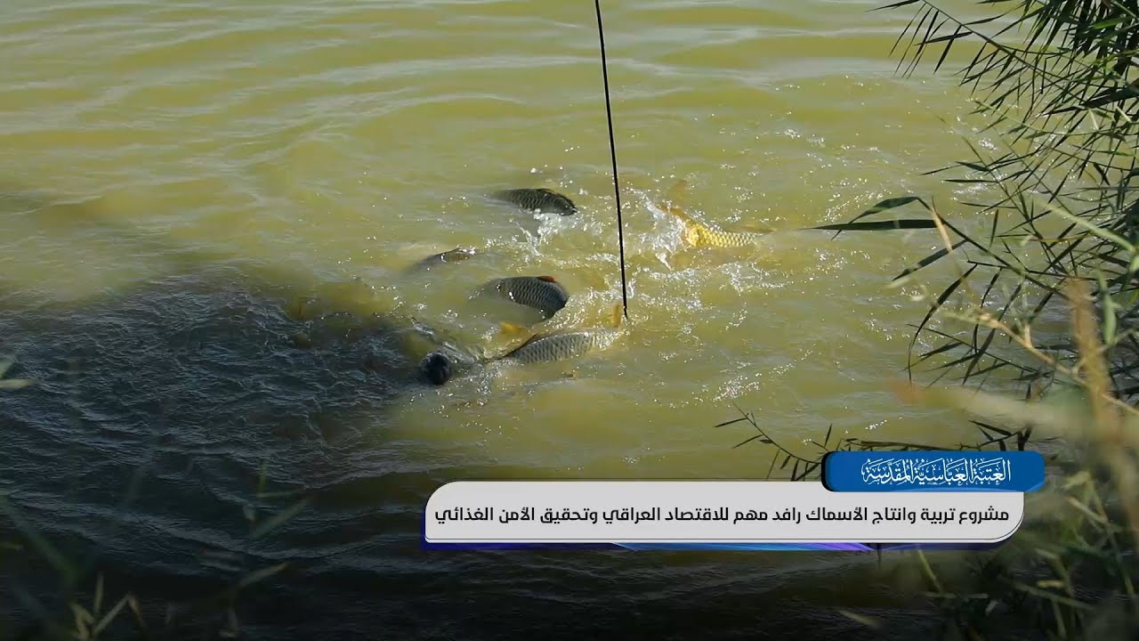 مشروع تربية وإنتاج الأسماك رافد مهم للاقتصاد العراقي وتحقيق الأمن الغذائي