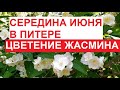 Середина июня в Питере - СИМФОНИЯ ЖАСМИНА! Очень красиво! | #ЦарскоеСело, центр Питера, июнь 2023