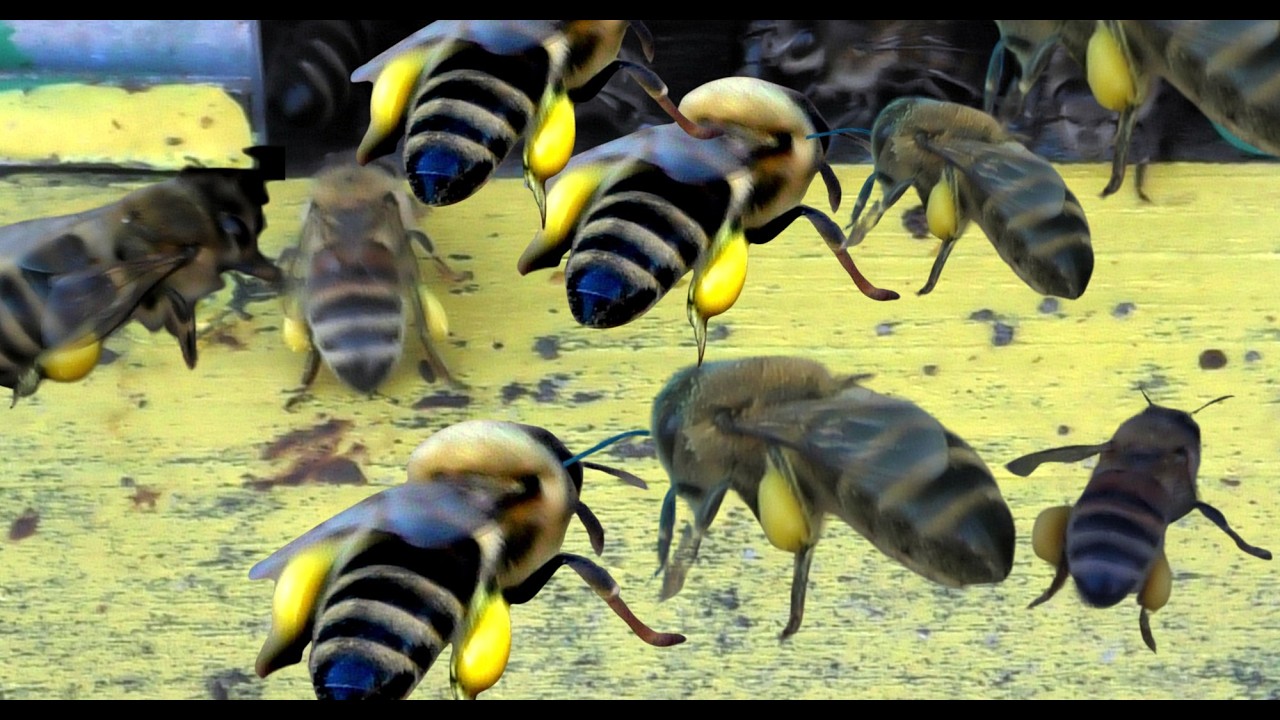 4 marca 2026 w pasiece. Pszczoły przynoszą pierwszy pyłek do ula.