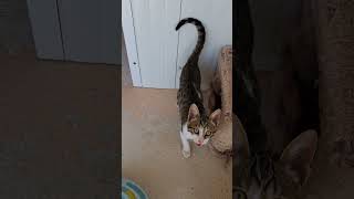 Bambino's Rescue!!