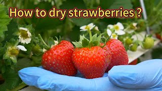 How to dry strawberries | How to dehydrate strawberries | strawberries drying | dried strawberries
