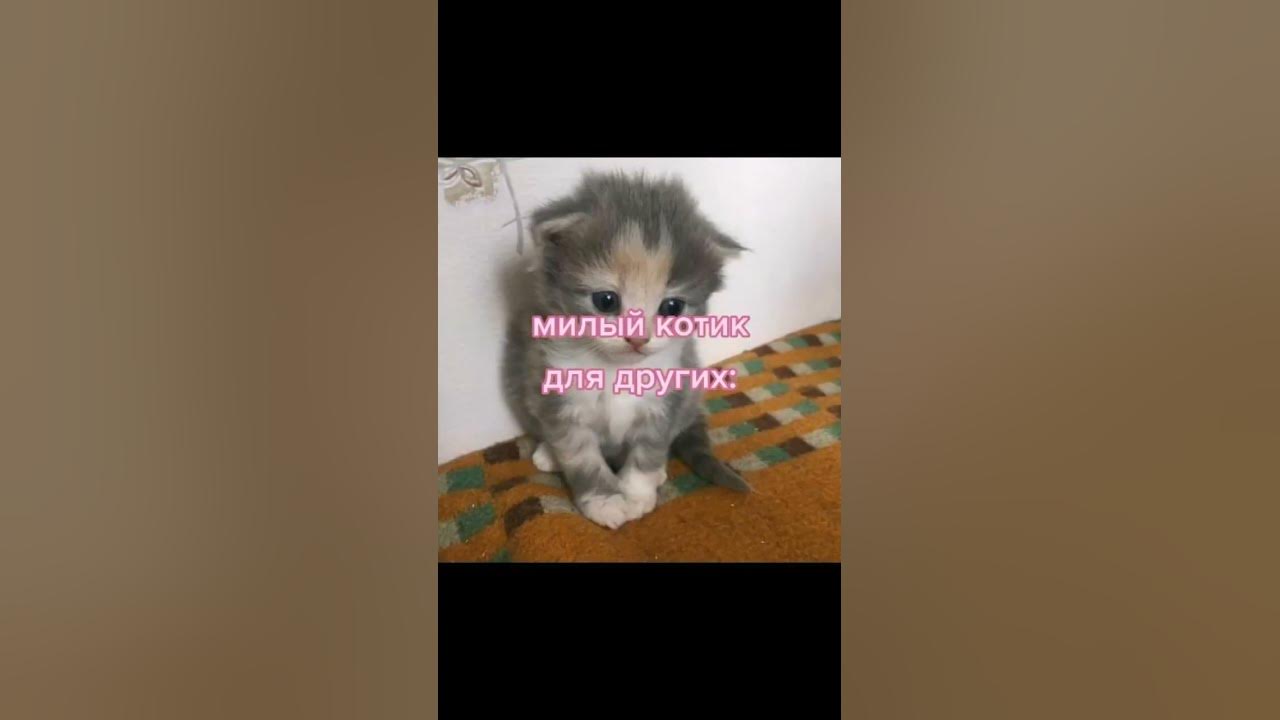 Вы все милые котики😻 - YouTube