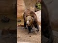 Rizz-ly bear really said: Watch and learn ❤️‍🔥