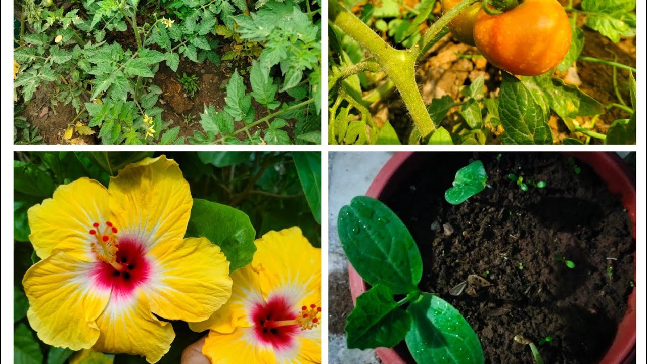 Kitchen garden me kya lgae gardening vegetableseeds YouTube