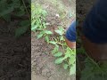 Tomate lampião com 20 dias 
