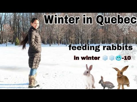 Snowfall In Quebec Canada / Feeding The Outdoor Rabbits In Winter -10°C ...