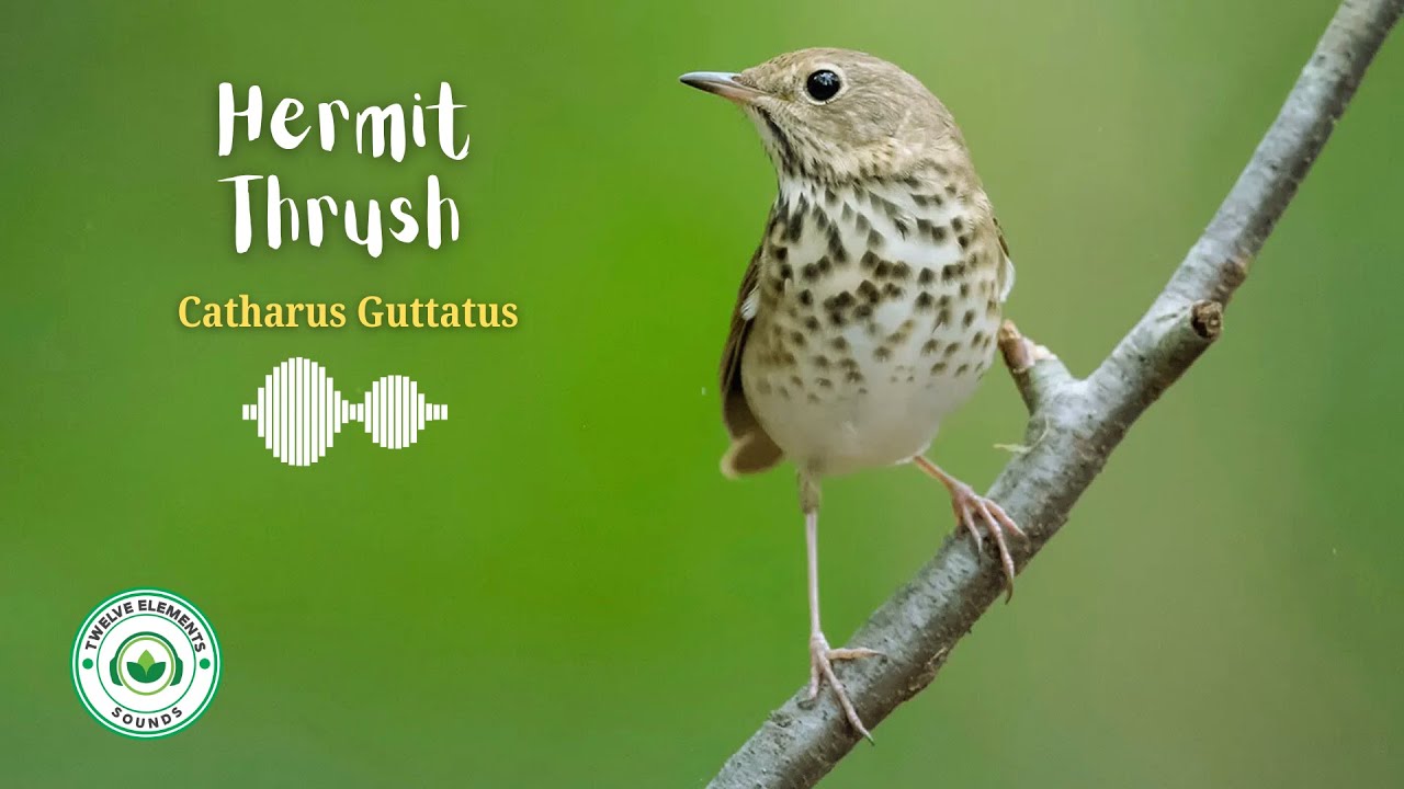 Bird Sounds - 10 Hours Relaxing Bird Singing, Relieving Stress and ...