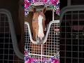 『California Chrome🏹』 #アロースタッド #カリフォルニアクローム #californiachrome #カリフォルニアクローム産駒 #horseracing #horse