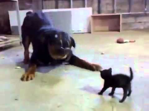 How To Keep Puppy From Chasing Cats How To Keep Puppy From Chasing Cats