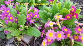 W moim ogrodzie wiosna pierwsze kolory,kwiaty StaRTV