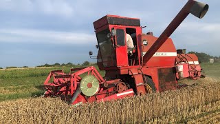 Урожайність 80ц без добрив! Молотимо свою пшеничку по городах комбайном Massey Ferguson 487