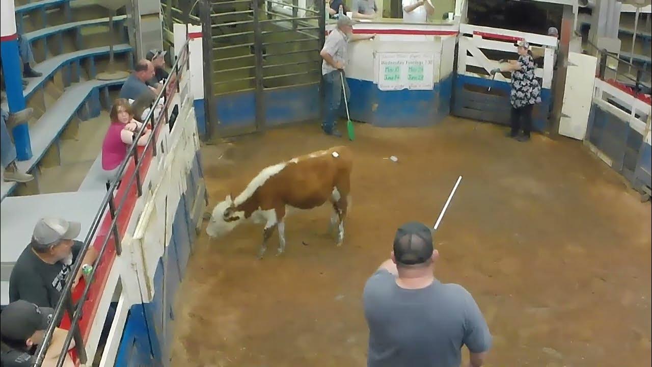 Value for money Feeder calves up for grabs YouTube