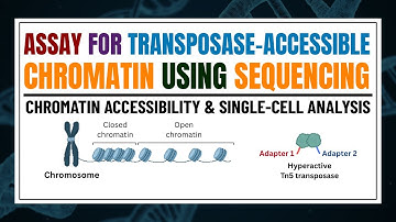 ATAC-Seq: A Comprehensive Guide to Chromatin Accessibility & Single-Cell Analysis