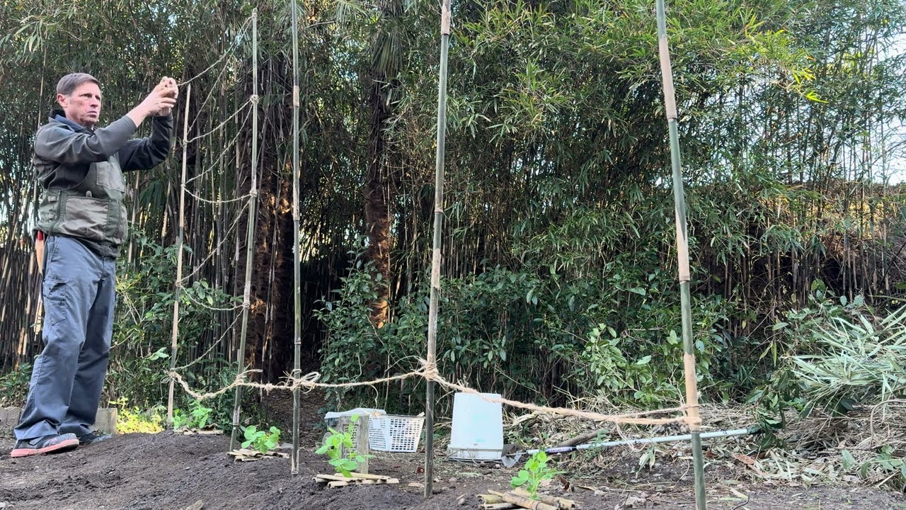 🪴 Garden Work in Japan: Reinforcing a Pea Trellis and Pruning Green Tea Plants – Japan Garden
