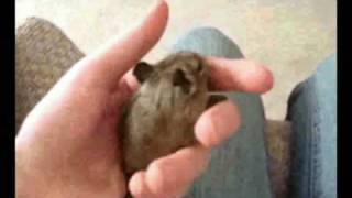 This is a Degu.
