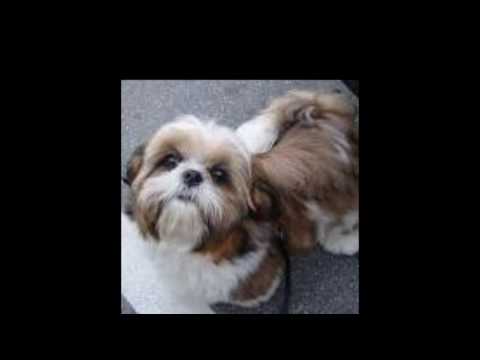 Video: Îngrijirea Shih Tzu: păstrați-vă câinele curat