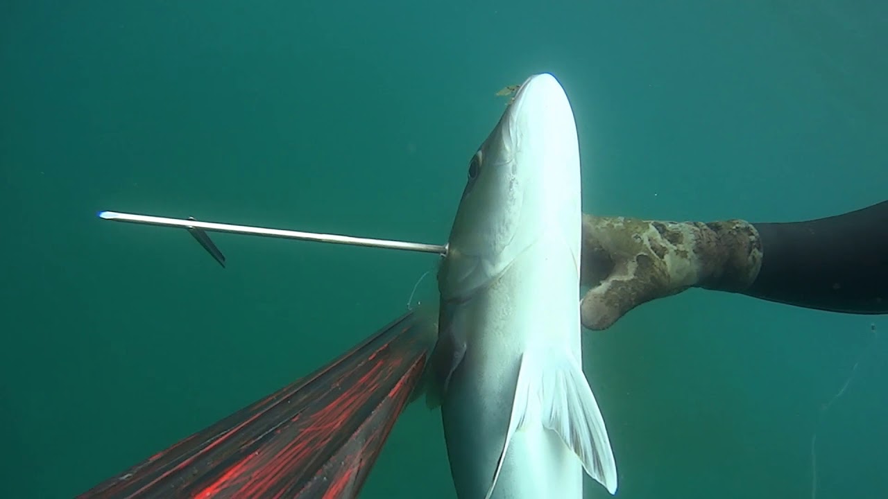 caldera shots #1,amberjack 7kg