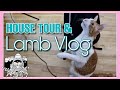 Lamb Vlog & House Tour