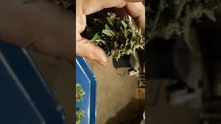 i49 review. BIG BUDS
