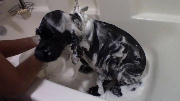 The best "skunk sprayed the dog" remedy EVER!!