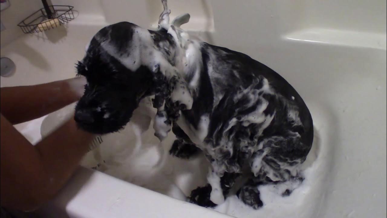 The best "skunk sprayed the dog" remedy EVER!! YouTube