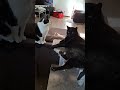 "So we were just wondering if you could maybe give us a few treats before heading back to work."